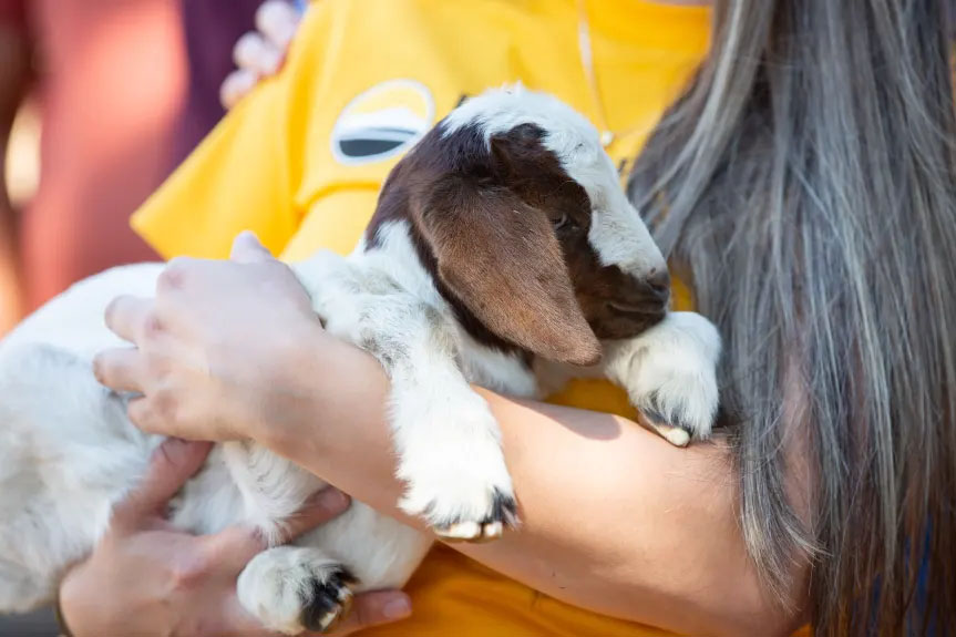 A college official cradles a baby goat during a meet-and-greet event for the animals at Rio Hondo College on Wednesday, July 31. The goats were contracted by the college to graze the brush to help reduce wildfire risks. (Photo by Raphael Richardson, Contributing Photographer)